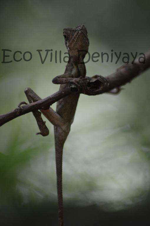 Eco Villa - Sinharaja Deniyaya Εξωτερικό φωτογραφία